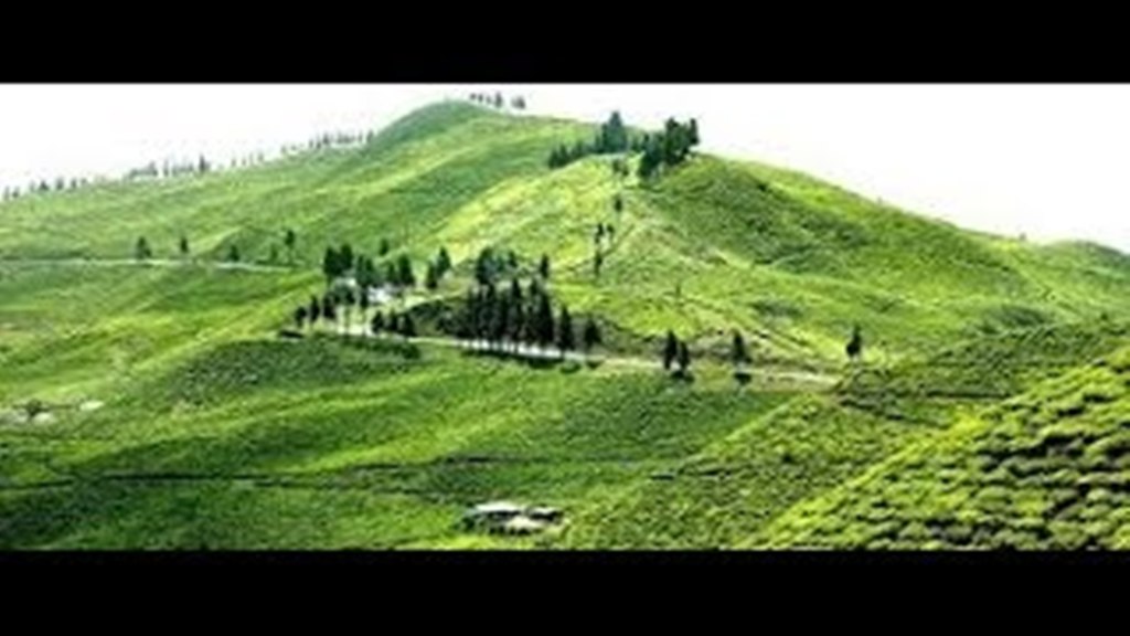 इलामको चिया बगान नै अतिक्रमण, बगान संरक्षणमा प्रहरी परिचालन