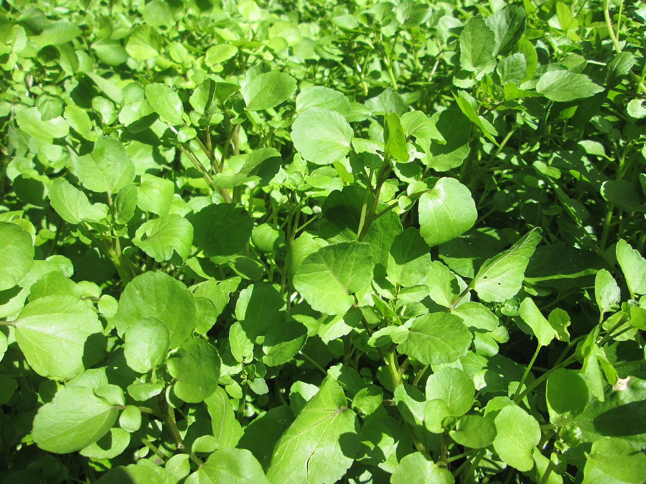 खोले र डुँडे साग अम्दानीको स्रोत 