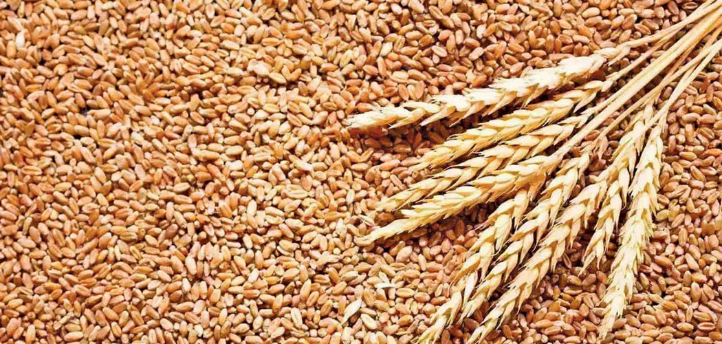 गहुँ आयात खुलाउन नेपाल सरकारले भारतलाई लेख्यो पत्र