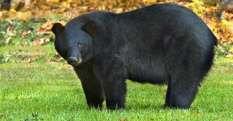 अस्पतालको उपचार कक्षमै भालु पसेपछि 