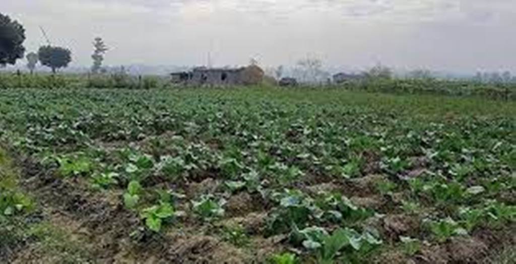 प्राङ्गरिक खेतीमा किसान 