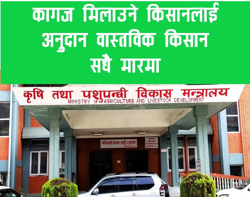 अनुदानमा कागजि किसानको हाली मुहाली, खाँटी कृषकलाई होइन, कागज मिलाउनेलाई अनुदान 