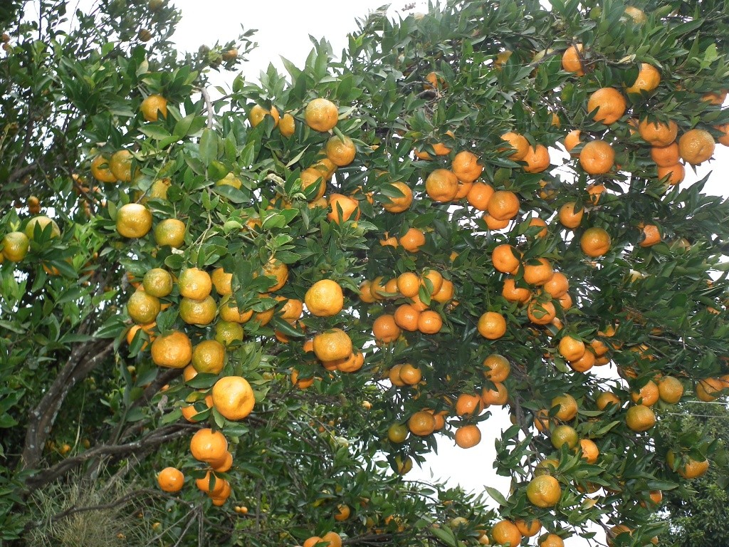 सुन्तला बिक्रीबाट किसानले २ करोड ५० लाख भित्र्याए