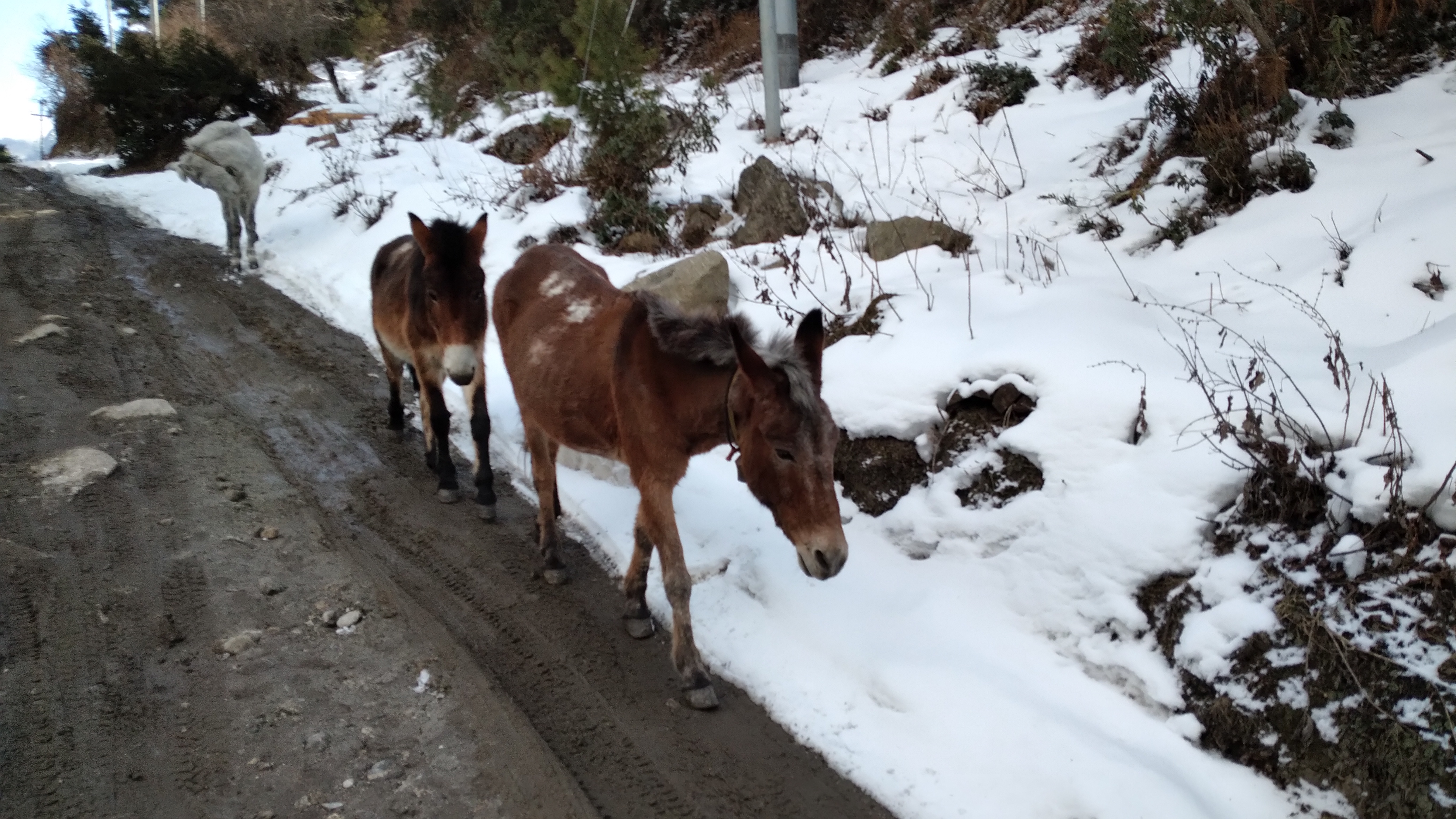 जोखिम तथा नदी नियन्त्रणका लागि अध्ययन प्रतिवेदन तयार गरिँदै 