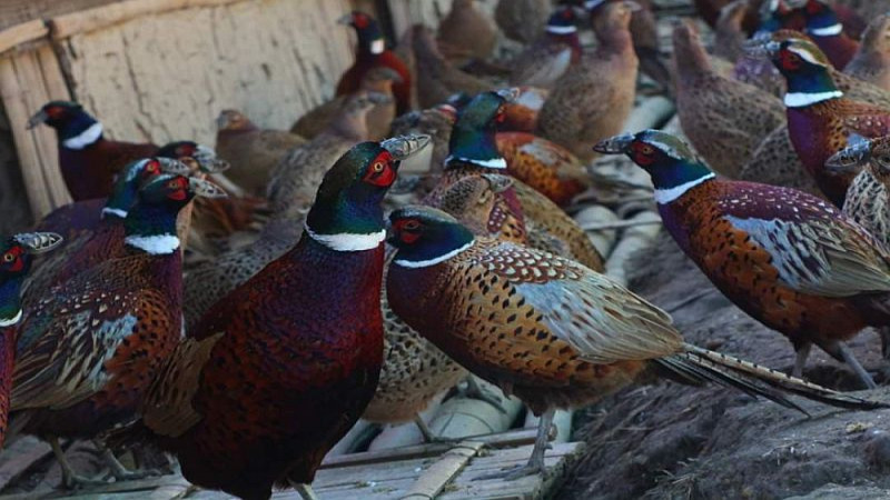 बैंकको जागिर छाडेर व्यावसायिक कालिजपालन