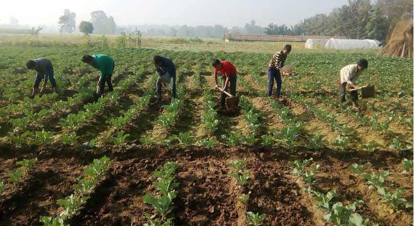 कृषी एम्बुलेन्स सेवा सञ्चालन गरिने 