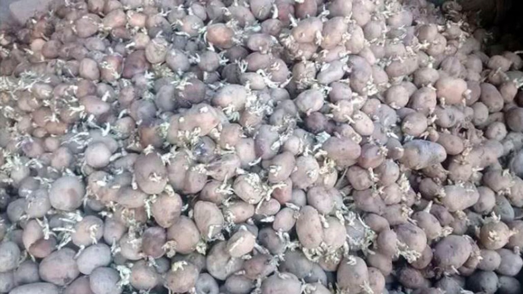 इलामका किसानले तयार पारेको आलुको बीउ विकेन