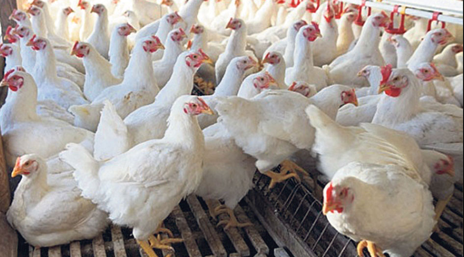 ठाउँठाउँमा बर्ड–फ्लु : भित्रिन नदिन काभ्रेमा उच्च सतर्कता