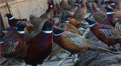 बैंकको जागिर छाडेर व्यावसायिक कालिजपालन