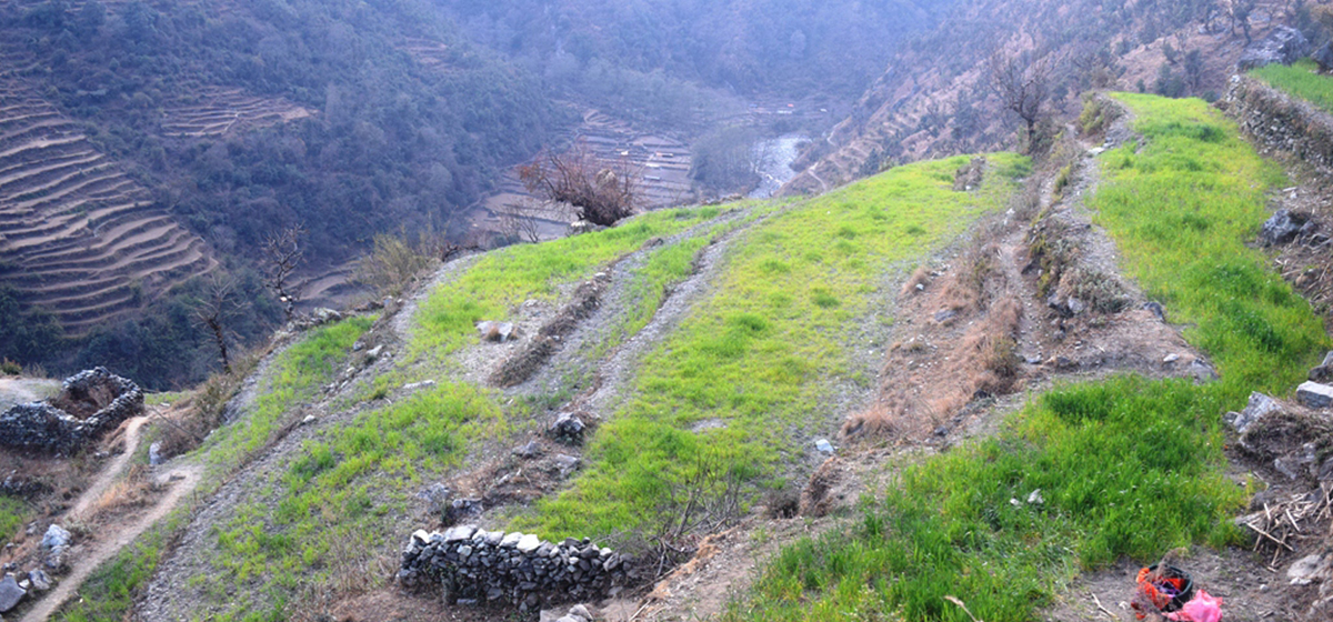 हिमपात र वर्षा नहुँदा हिउँदेबाली सुक्न थाले