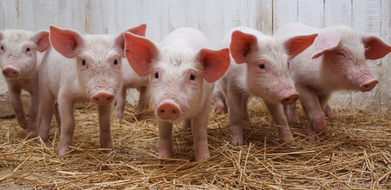 जैमिनीका किसान बंगुरपालनमा रमाउदै, कति हुन्छ कमाई ?