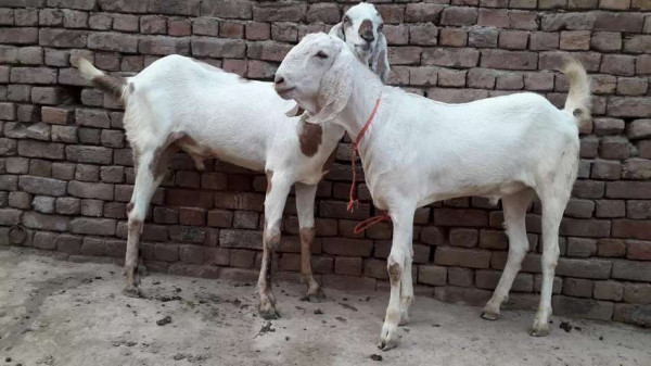 आठ वर्ष जापान, नेपाल फर्केर बाख्रा पालन 