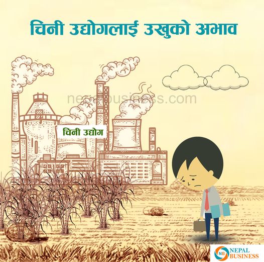 चिनी उद्योगले रुवाएपछि उखु उत्पादन घट्यो