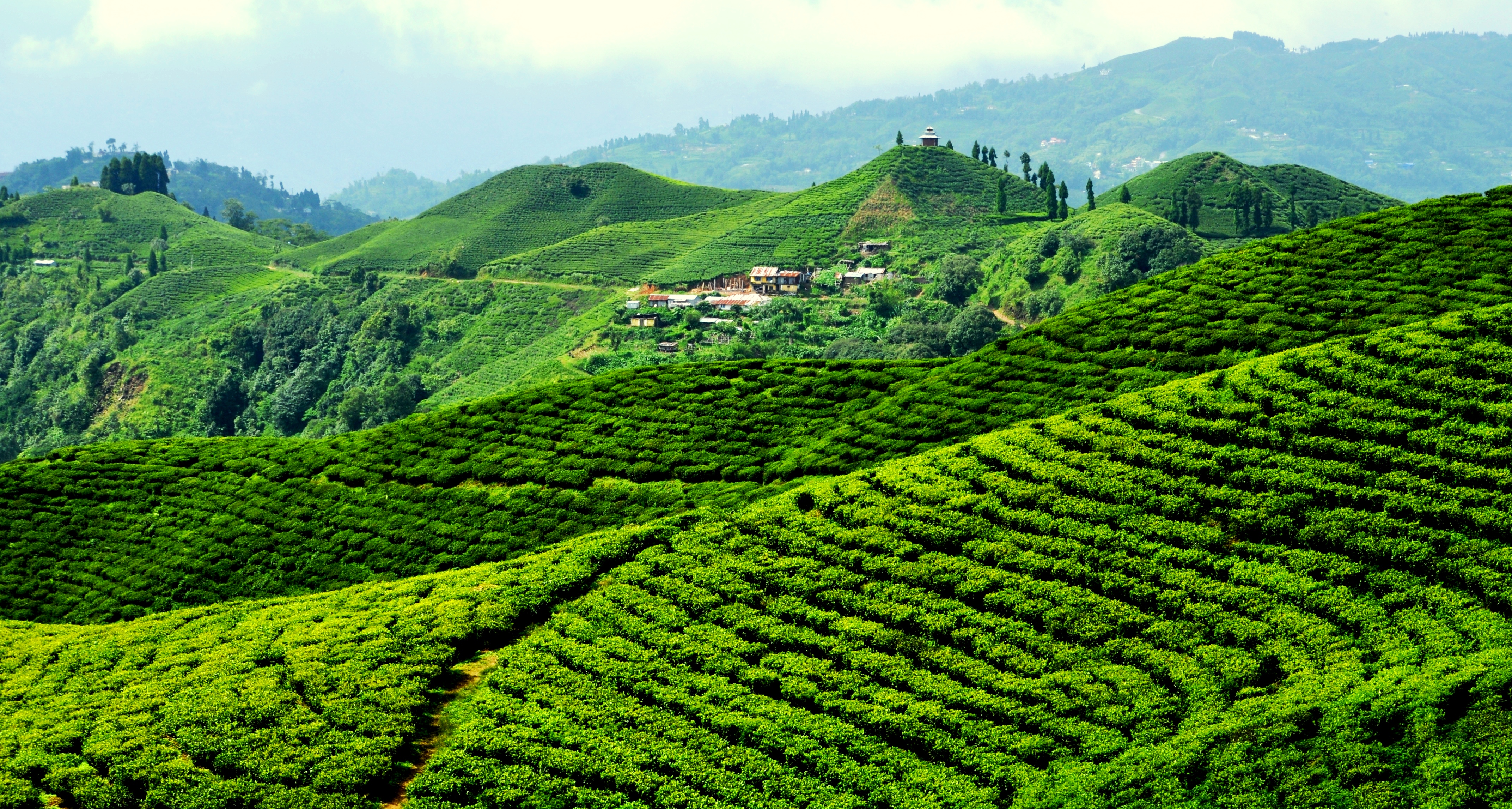 १० महिनामा २२ करोडभन्दा बढिको ग्रीन टी निर्यात, कुन देशमा कति ? 