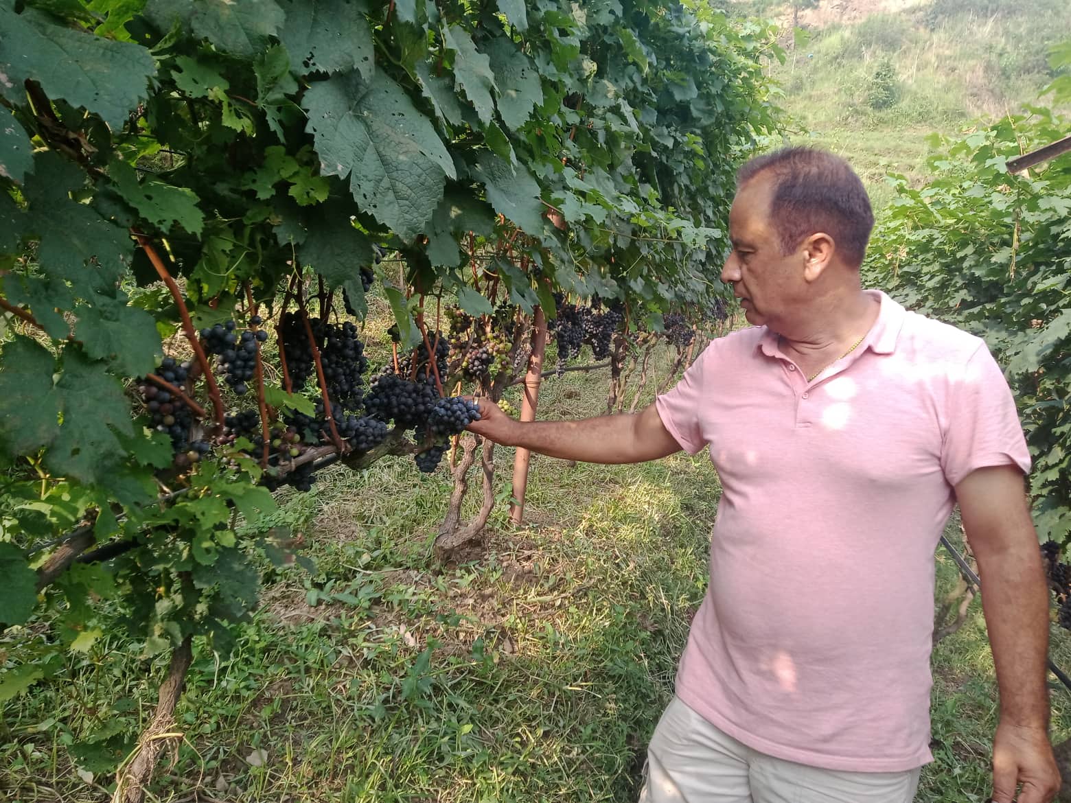 आलेख सेवाः अङ्गुर खेती हुँदै उद्योगसम्म, कृषि पर्यटनमा नयाँ आयाम