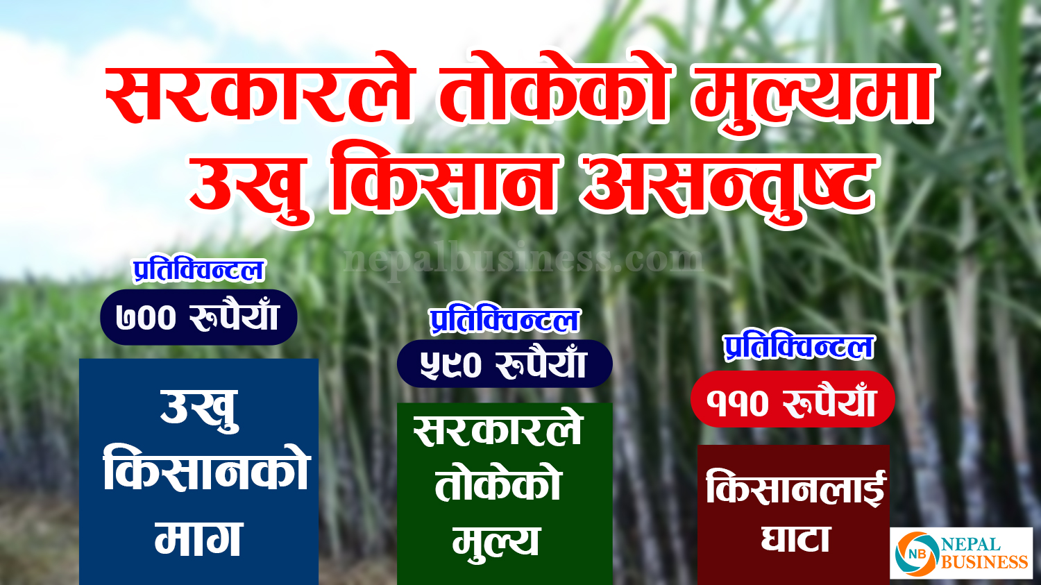 उखुको मूल्य प्रतिक्विन्टल ५ सय ९० निर्धारण गर्दा किसानलाई ११० रुपैयाँ घाटा