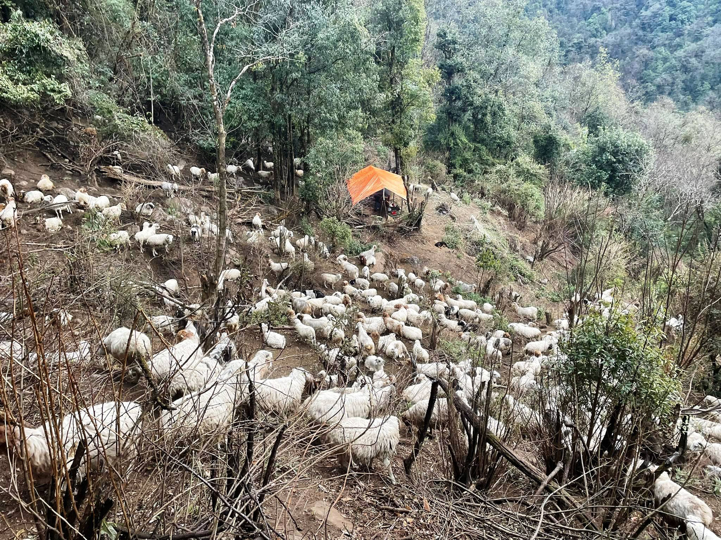 गोठालो भत्ताका लागि ७२ लाख विनियोजन