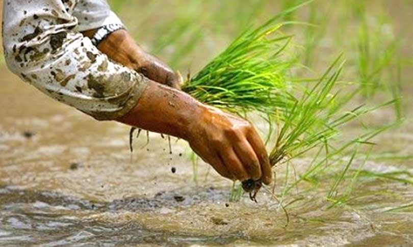 आज बुधबार धान दिवस : दहीच्युराको संस्कृतिलाई निरन्तरता दिने दिन 