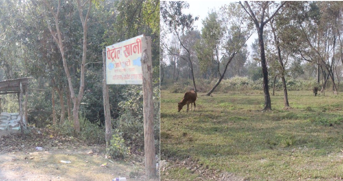 गौचरणमा परिणत भो मोरङको पेट्रोल खानी 