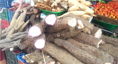 माघे सैक्रान्तिमा तरुलको माग बढ्यो 