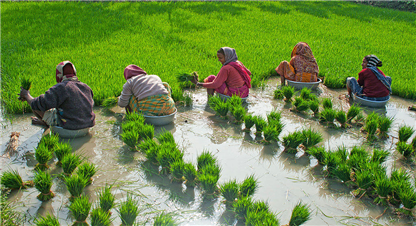 धानको बीउ नपाउँदा किसानलाई पिरोलो, महोत्तरीमा १० प्रतिशतमात्रै रोपाईँ