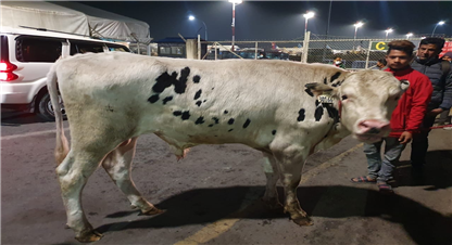 यही हो  'अमेरिकी साँढे.....'  किन ल्याइयो ?