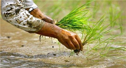 बल्ल ६० प्रतिशत रोपाइँ...