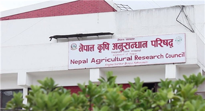 ८० बाली-वस्तुका ७२३ जात विकास