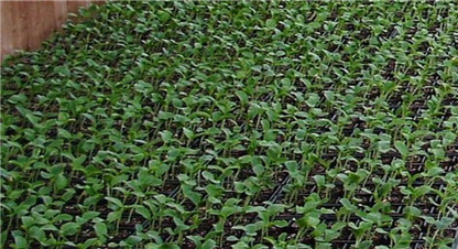 स्याउका बिरुवा बिक्री हुँदा २४ लाखसम्मको आम्दानी,  बिक्री नहुँदा जलाएर नष्ट 
