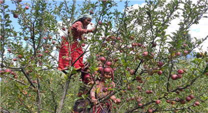 मुगुका किसानलाई स्याउ टिप्न चटारो, बिहान सबेरैदेखि राति अबेरसम्म स्याउ बारीमै