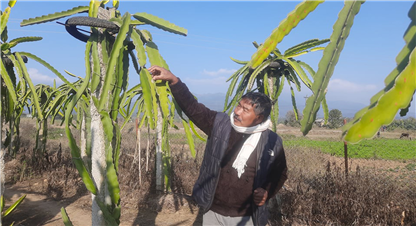 ड्रागन फ्रुट फलाउने मन्त्री (कृषिमै मन बस्यो, अब यसैलाई राम्रो गर्दै जाने हो)
