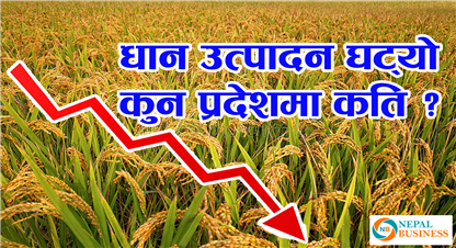 धान उत्पादन पाँच वर्षयताकै कम, कुन प्रदेशमा कती उत्पादन ?
