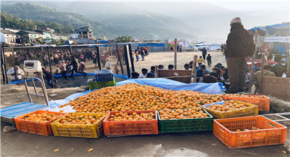 ५ करोडको सुन्तला,  कोदो फल्ने बारी र धान फल्ने खेत मासेर किसानले सुन्तलाको बगान बनाए
