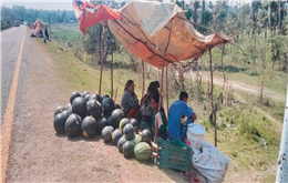 तरभुजा बिक्रीबाट जीविकोपर्जन गर्दै वाणीवासी  