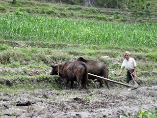  हलियाका घर निर्माण गर्न ५० लाख बजेट विनियोजन